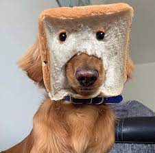 Neat Doggo Memes A Pure Bread Dog Www Instagram Com Neatdoggomemes For More Good Boys And Girls Facebook