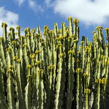 Image result for Euphorbia ingens