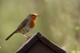 City of london pest control. Belfast Council Looks At Returning 30 Percent Of The City To Nature By 2030 Belfast Live