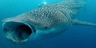 Tabla de contenidos los tiburones ballena pueden alimentarse por succión. Maldivas En Busca Del Tiburon Ballena De Ari A Male Pasando Por Vaavu Con Arena En La Mochila