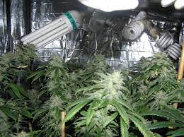 Yes, they work even better than fluorescent lights. 6 Best Cfl Grow Lights For Growing Cannabis On 2021