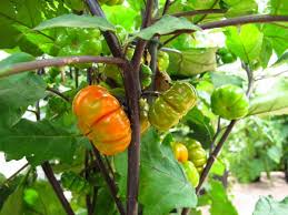 Image result for Solanum aethiopicum