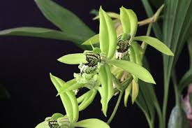 Based on the morphological similarity of 87% there are two pairs of parents that have most successful chance to be. Pin By Nani Permana On Here Are Some Kinds Of Indonesian Orchid Beautiful Orchids Green Orchid Orchidaceae