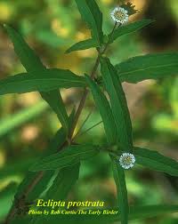 Image result for Eclipta prostrata