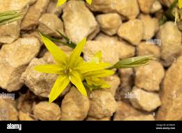 Image result for Hereroa glenensis