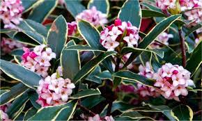 Evergreen means the plant retains its foliage throughout the year, but it's a bit of a misnomer because that foliage is not necessarily green. Daphne Odora Aureomarginata Fragrant Hardy Evergreen Shrub Garden Plants