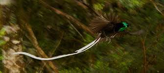 Papua New Guinea Bird Of Paradise Images Birdwatching In Papua New Guinea Panosundaki Pin