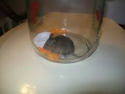We did not find results for: If I Catch A Mouse In My House How Far Away Do I Need To Take It To Keep It From Coming Back Quora
