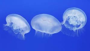Image result for Jellyfish