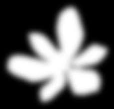 Image result for Diaphananthe lorifolia