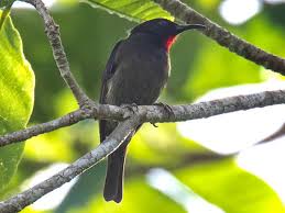 Image result for Mezoneuron welwitschianum