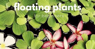 Floating plants for freshwater aquarium are a stunning feature to include in any tank. Best Low Maintenance Floating Plants For Beginners