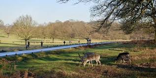 Mounties said a resident reported finding a number of dead and sick squirrels in. The 7 Best Activities In Richmond Park London England