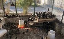 کشف محموله بزرگ پرندگان غیرمجاز در سیستان و بلوچستان۲ قاچاقچی در ...