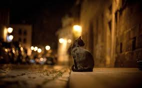 Cat City Street Night Lights Pavement Sidewalk Hd Wallpaper Wallpapersme Cat City Cats Crazy Cats