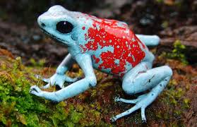 A Multitude Of Morphs Harlequin Dart Frogs Featured Creature