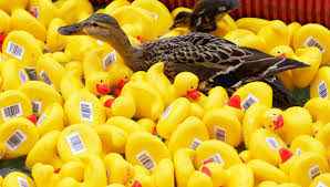 1 récit érotique publié depuis le dimanche 03 août 2014 à 15h37. A Tarbes C Est La Course Des Canards Avec Le Rotary Club