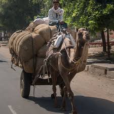 What was the main means of transport a few centuries ago? Camels Are Employed To Carry People And To Pull Carts With Loads Of Heavy Goods In Rural Areas Of India It Is A Means Of Transpor Pull Cart Rural Area Camels