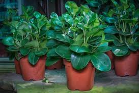 How To Take Care Of A Peperomia Plant With Pictures Smart Garden Guide