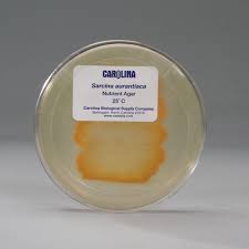 Sarcina aurantiaca, sarcina lutea, sarcina ventriculi. Sarcina Aurantiaca Living Plate Carolina Com