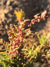 Image result for Suaeda articulata