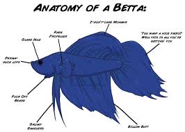 Accurate Anatomy Chart Of A Betta Bettafish