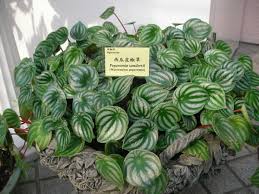 Le piante da interni donano colore e luce agli spazi interni e creano. Peperomia Consigli Coltivazione E Cura