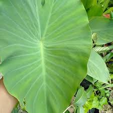 Explore tweets of daun_talas @daun__talas on twitter. Daun Keladi Maksud