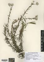 Image result for Helichrysum argyranthum