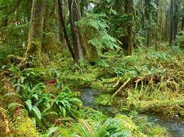 The Hoh River Trail Horses Allowed Olympic National Park National Parks River Trail