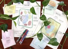 What plant cell controls photosynthesis. Plant Seeds Of Knowledge With Printable Resources On Plantcells From Superteacherworksheets Color In The Plant Cells Worksheet Plant Cell Summer Book List