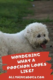 Wondering What A Poochon Looks Like Poochon Dog Poodle Mix Breeds Family Dogs Breeds