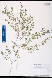 Image result for Alysicarpus