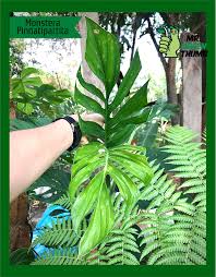 Monstera Pinnatipartita