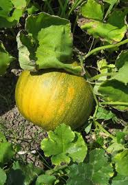 We did not find results for: Gemuse Gemuse Info Kurbis Im Garten