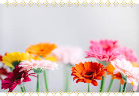 12 watchers10.2k page views0 deviations. The Complete Gerbera Daisy Care Guide Ftd Com