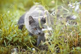 Plant cats are allergic to. Cat Pollen Allergy Symptoms Tips And Remedies Tractive