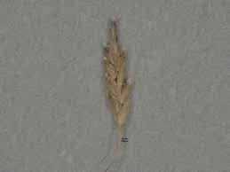 Image result for Eragrostis pilosa