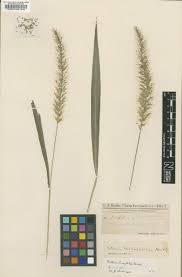 Image result for Elymandra