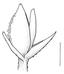 Image result for Cynodon incompletus