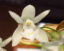 Sahyadris Coelogyne Breviscapa Beautiful Orchids Flower Pictures Flower Clubs