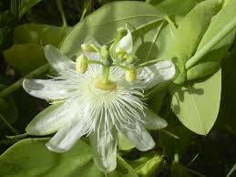 Image result for Passiflora sanguinolenta