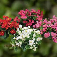 Image result for begonia semperflorens