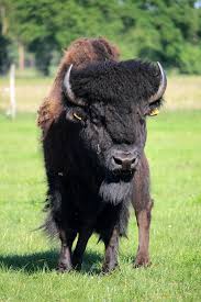 Banteng liar dijinakkan / bison coklat banteng kerbau tanduk bison amerika liar ternak daging sapi piqsels. Banteng Bijak Daging Sapi Kerbau Mengesankan Kuat Rumput Tema Binatang Piqsels