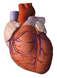 8 einzigartige & seltene substanzen, die ihren gelenken helfen können Covid 19 Komplikationen Am Herzen Internisten Im Netz