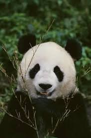 Giant Panda Photographic Print Dlillc Allposters Com In 2020 Panda Giant Panda Panda Bear