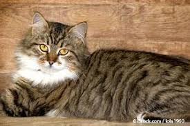 The cat crossed with a raccoon is most often attributed to the maine coon, a large fluffy cat that can have striped marking like a raccoon. 10 Fascinating Facts About Maine Coon Cats