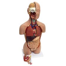 Look at the picture of the muscle, find it on your body, and picture how the muscle is contracting and what muscles are involved in the movement. Human Torso Model Tabletop Size Realityworks