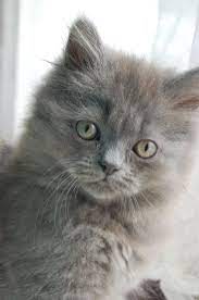 25 may 2021 age age: 404 Not Found Fluffy Kittens Grey Kittens For Sale Grey Cats