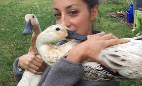 Observing body language to tell whether your parakeet likes you. How To Get Your Ducks To Like You Three Tips Tyrant Farms